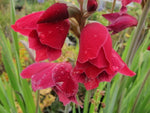 Gladiolus 'Ruby'