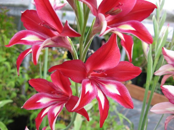 Gladiolus cardinalis