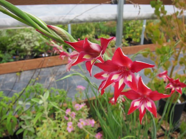 Gladiolus cardinalis