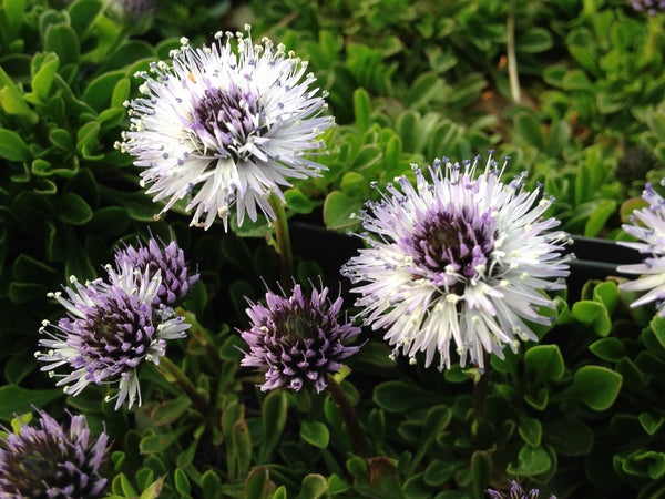 Globularia cordifolia