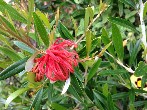 Grevillea 'Neil Bell'
