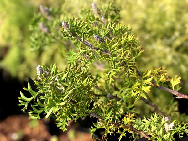 Grevillea acanthifolia