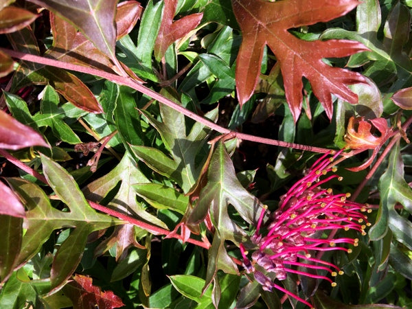 Grevillea x gaudichaudii