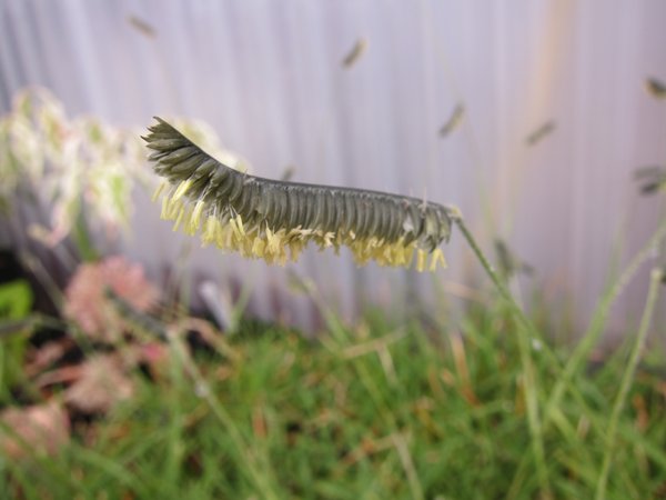 Harpochloa falx