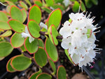 Hebe decumbens