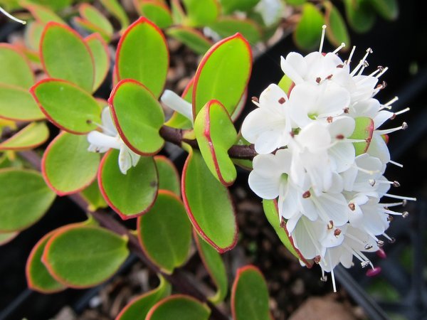Hebe decumbens