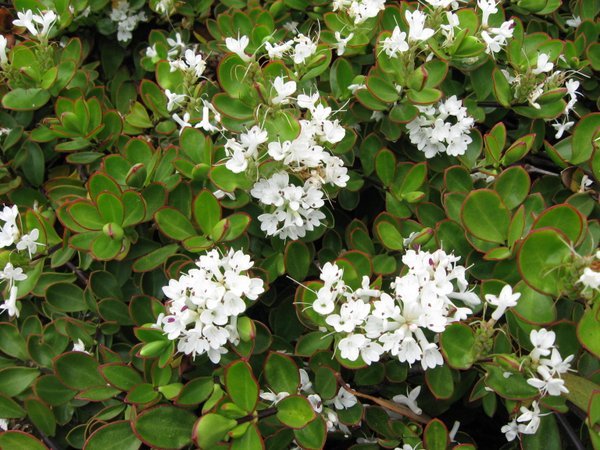 Hebe decumbens