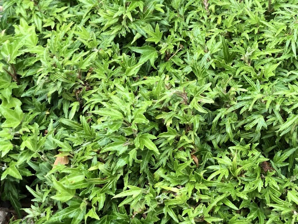 Hedera helix 'Dyinnii'