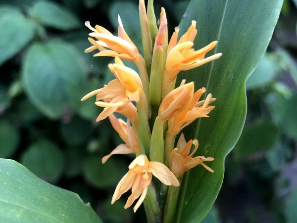 An orange flower spike of Hedychium sp. YuGu 008
