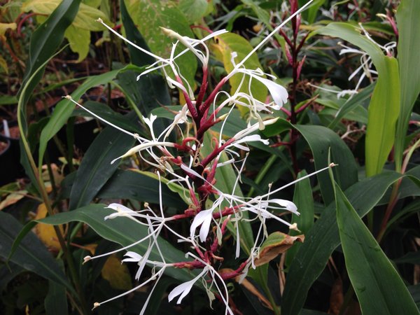 Hedychium villosum var. tenuiflorum KWJ12305