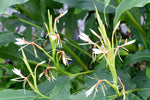 Hedychium spicatum NAPE 119