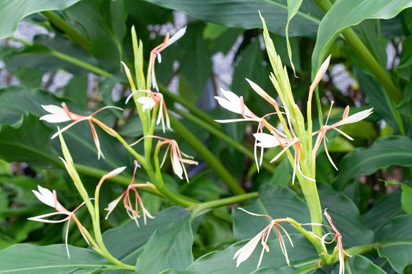 Hedychium spicatum NAPE 119