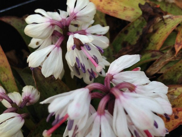 Heloniopsis orientalis var. breviscapa BSWJ 5873