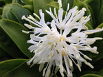 Heloniopsis orientalis var. flavida 'Snow White'