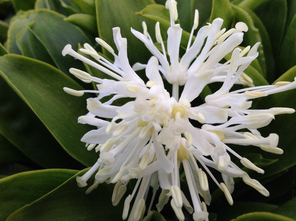 Heloniopsis orientalis var. flavida 'Snow White'