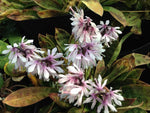 Heloniopsis orientalis var. breviscapa A-So BSWJ 5850