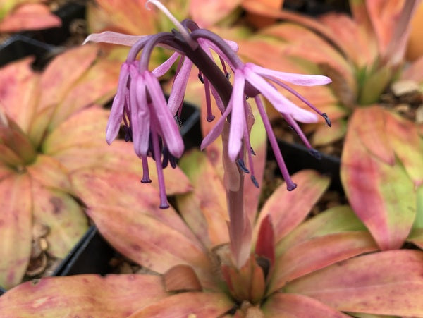 Heloniopsis orientalis - Select