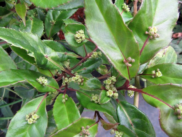 Helwingia japonica - male
