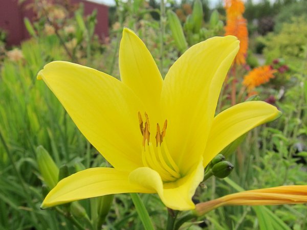 Hemerocallis 'Thelma Perry'