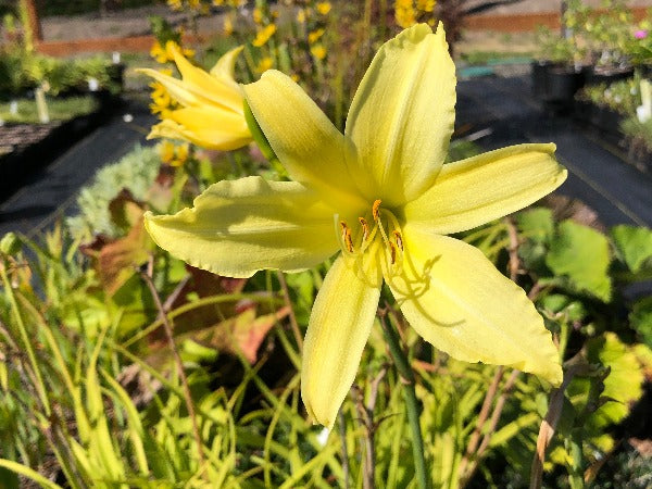 A closeup of the yellow flower of Hemerocallis 'Whichford'