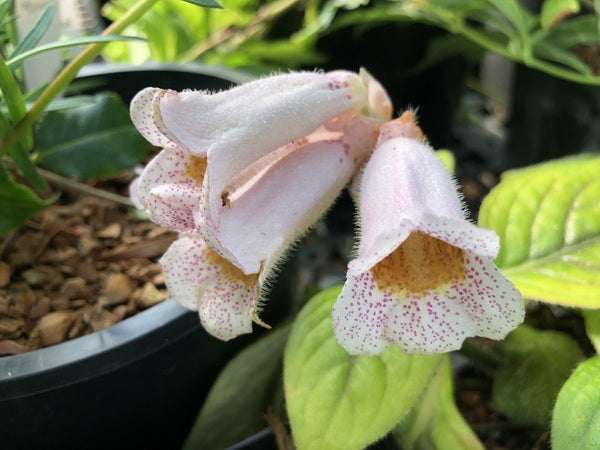 Hemiboea subacaulis var. jiangxiensis