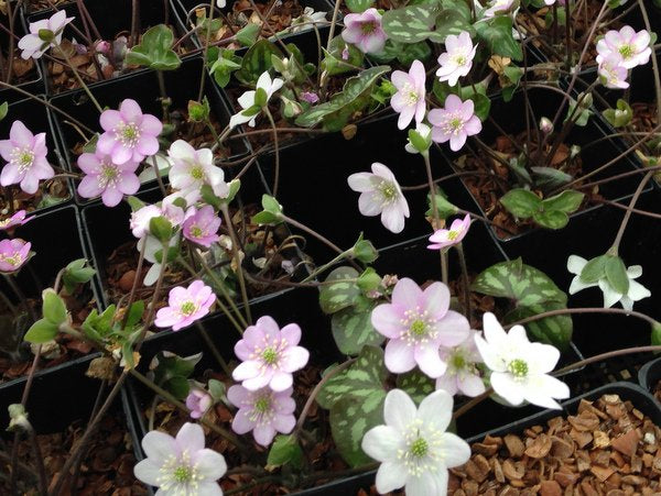 White and pink flowers of Hepatica nobilis var. pyrenaicum 'Appleblossom'