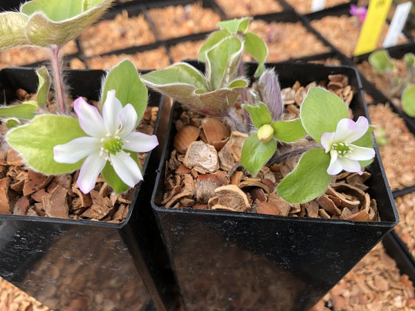Two white flowers of Hepatica maxima
