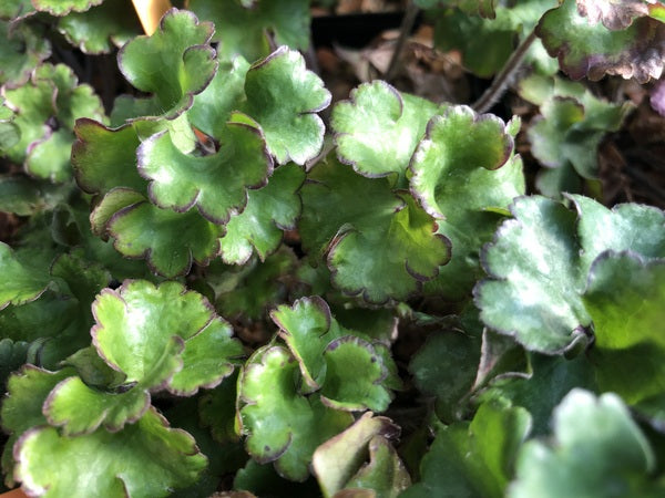 Hepatica nobilis ex. 'Crenatiloba'