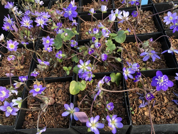Hepatica nobilis var. japonica - blue / purple shades