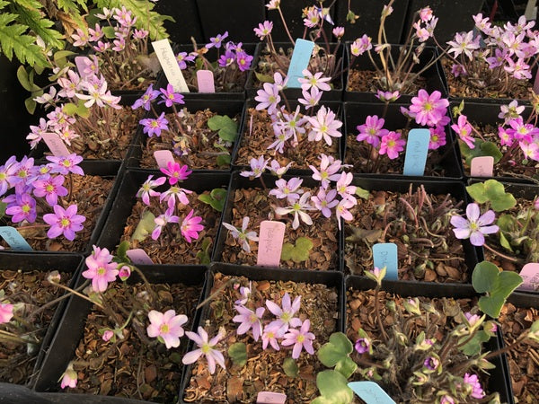 Hepatica nobilis var. japonica - Pink