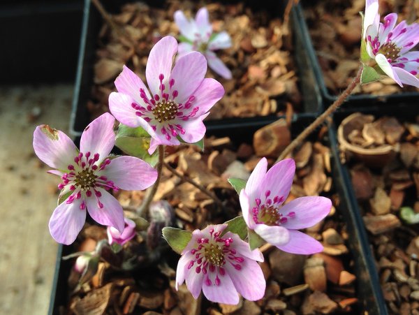 Hepatica nobilis var. pyrenaica - pink