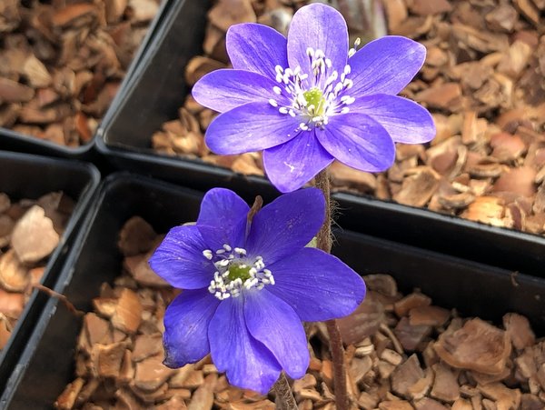 Hepatica transsilvanica 'Blue Jewel'