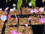 Hepatica nobilis var. pyrenaica - mixed colors