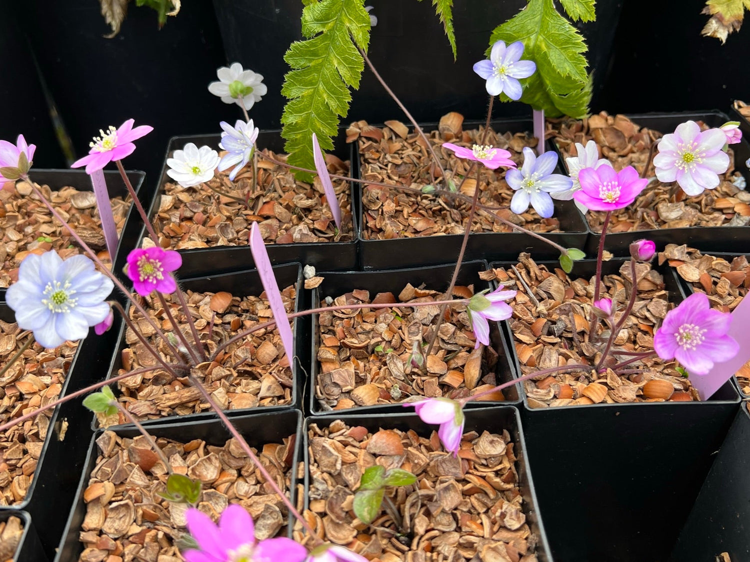 Hepatica nobilis var. pyrenaica - mixed colors