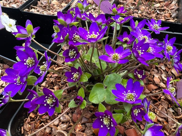 A clump of purple flowers of Hepatica nobilis var. japonica