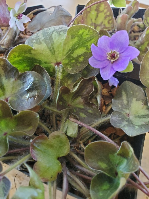 The patterned foliage and a purple flower of Hepatica nobilis var. pubescens