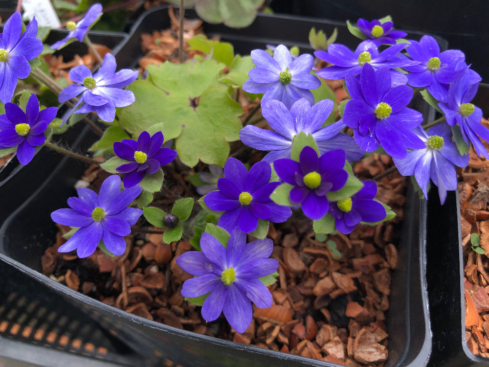 Hepatica 'Millstream Merlin'