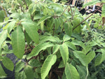 Heptapleurum (syn. Schefflera) cf. lociana YuGu 037