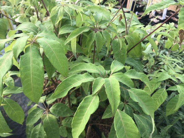 Heptapleurum (syn. Schefflera) cf. lociana YuGu 037