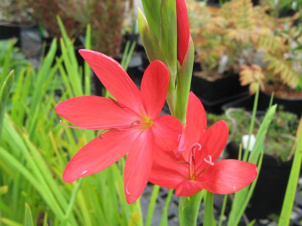 Hesperantha coccinea 'Oregon Sunset'