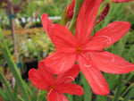 Hesperantha coccinea 'Torero'