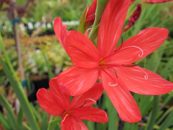 Hesperantha coccinea 'Torero'