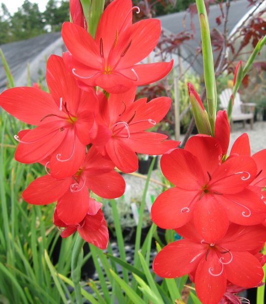 Hesperantha coccinea 'Torero'