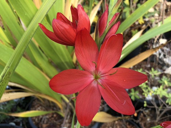 Closeup of the flowers of Hesperantha coccinea 'Rivoli Red'
