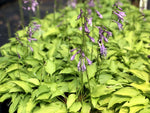 Hosta 'Little Aurora'