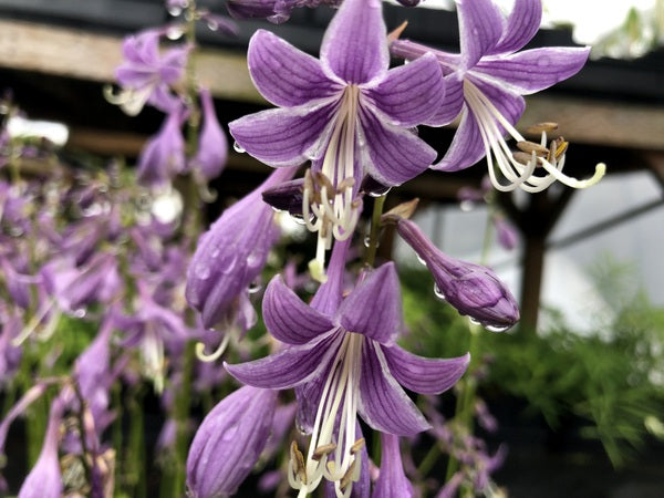 Hosta 'Little Aurora'