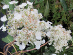 Hydrangea integrifolia