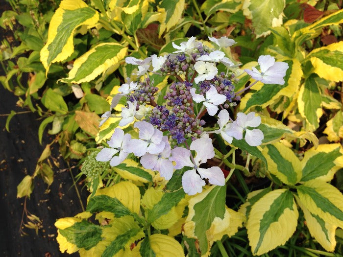 The white and purple flowers and variegated foliage of Hydrangea macrophylla 'New Wave'