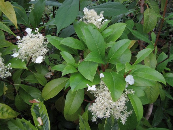 Hydrangea seemannii