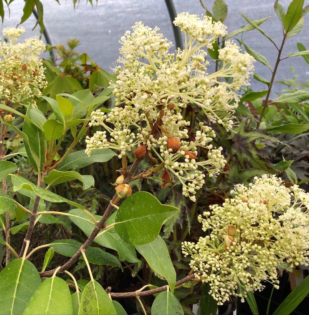 Hydrangea seemanii x serratifolia